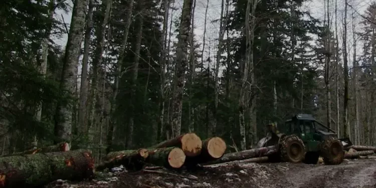 Šume RS na izdisaju: Gubici oko 13 miliona KM, Sindikat zaprijetio štrajkom