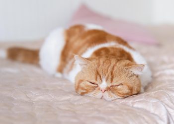 Zašto mačke toliko spavaju? Ovo su odgovori