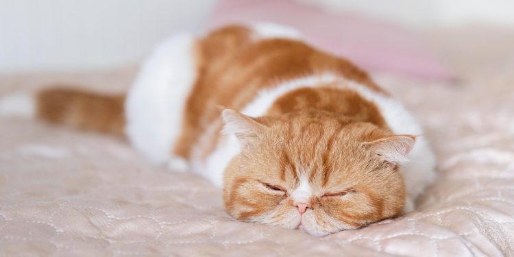 Zašto mačke toliko spavaju? Ovo su odgovori