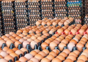 Dramatičan rast cijene jaja u SAD: U ovoj godini poskupjet će za 41,1 posto