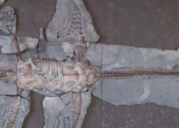 Fosil najopakijeg morskog predatora doveo do nevjerovatnih saznanja