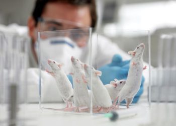 Naučnici zapanjeni: Kod ovih glodavaca dosad nisu vidjeli ovakvo ponašanje