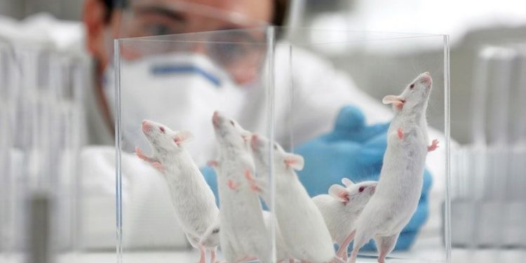Naučnici zapanjeni: Kod ovih glodavaca dosad nisu vidjeli ovakvo ponašanje