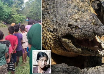 Strava u Indoneziji: Ženu zgrabio krokodil dok je prala veš na rijeci, a zatim je ubio i njenog sina