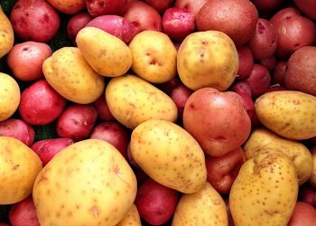 Stručnjaci otkrili koji je krompir najzdraviji: ‘Razlika između crvenog i bijelog je ogromna’