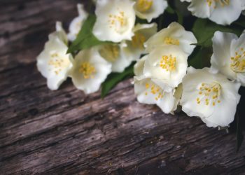 Kažu da je tako: Sreća prati svaku kuću koja ima ovaj cvijet. Obavezno ga posadite ovog ljeta