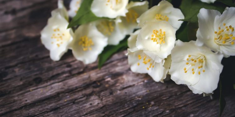 Kažu da je tako: Sreća prati svaku kuću koja ima ovaj cvijet. Obavezno ga posadite ovog ljeta