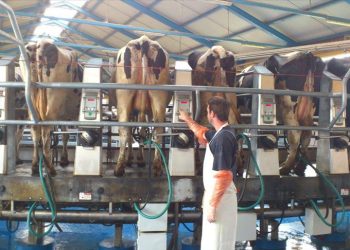 Nastavljen izvoz: Sektor mljekarstva u BiH ispunjava visoke evropske standarde